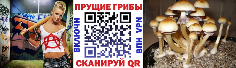 Псилоцибиновые грибы GOLDEN TEACHER  Купить где  Озёры 
